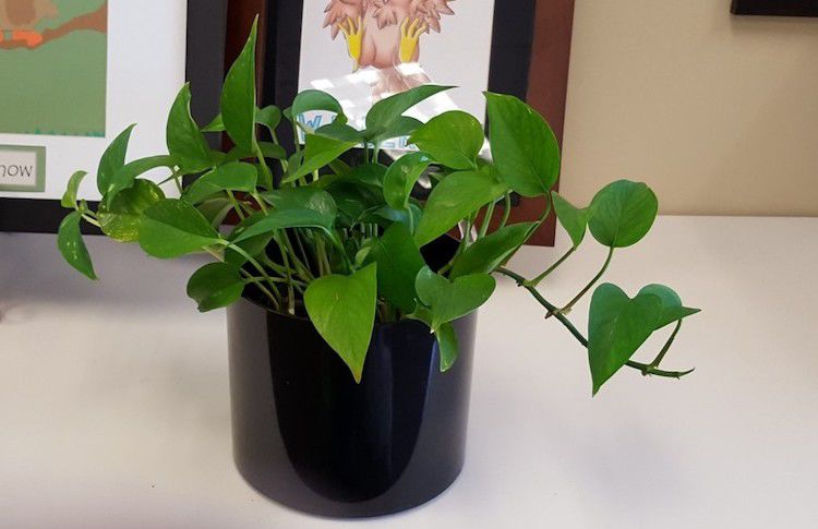 Keep your houseplants healthy and happy by preparing them an indoor winter home now